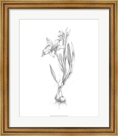Framed Botanical Sketch I Print