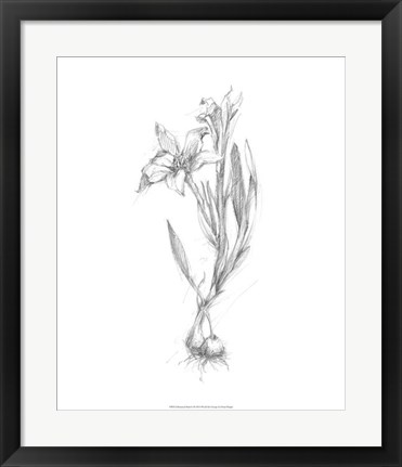 Framed Botanical Sketch I Print