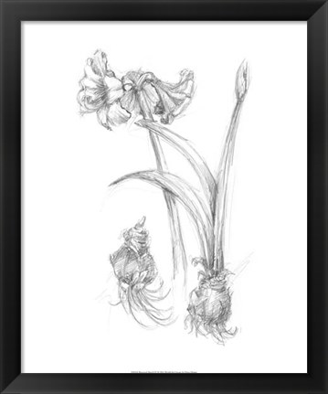 Framed Botanical Sketch IV Print