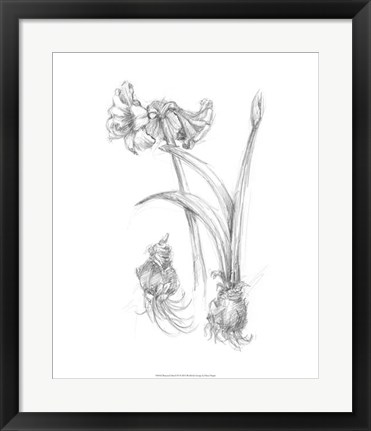 Framed Botanical Sketch IV Print