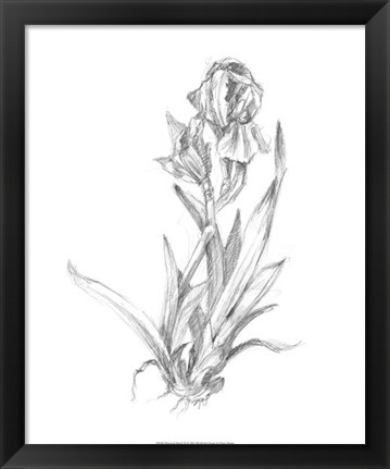 Framed Botanical Sketch VI Print