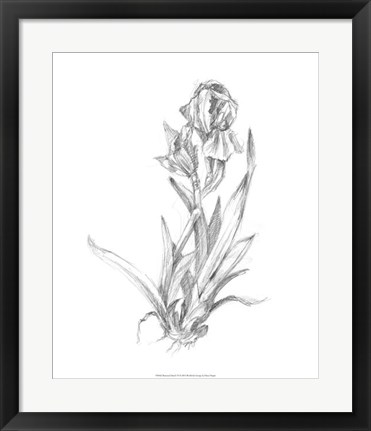 Framed Botanical Sketch VI Print