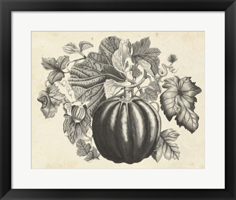 Framed Sepia Squash I Print