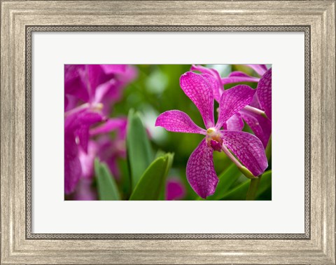 Framed Singapore, National Orchid Garden Print