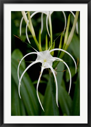 Framed National Orchid Garden, Singapore Print