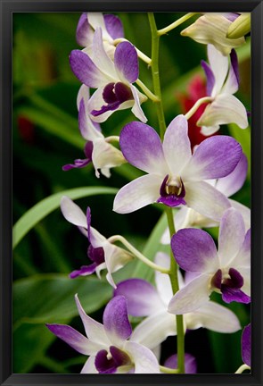 Framed Flowers in National Orchid Garden, Singapore Print