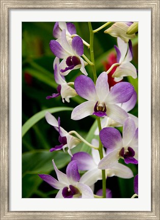 Framed Flowers in National Orchid Garden, Singapore Print