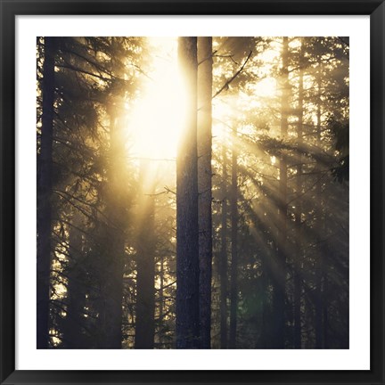 Framed Woodland Glow Print