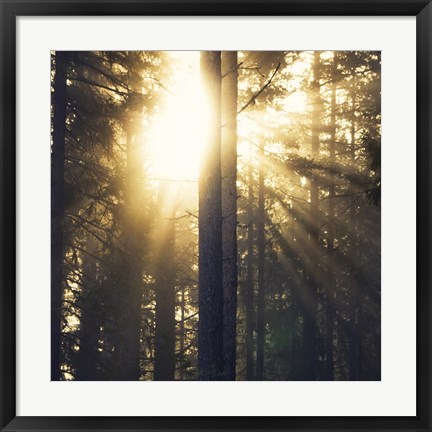 Framed Woodland Glow Print