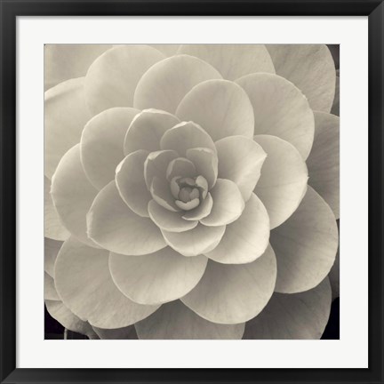 Framed Camellia I Print