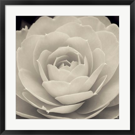 Framed Camellia II Print