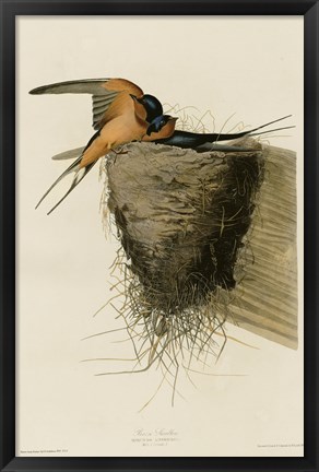 Framed Barn Swallow Print