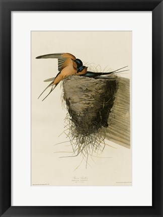 Framed Barn Swallow Print