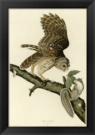 Framed Barred Owl Print