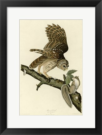 Framed Barred Owl Print