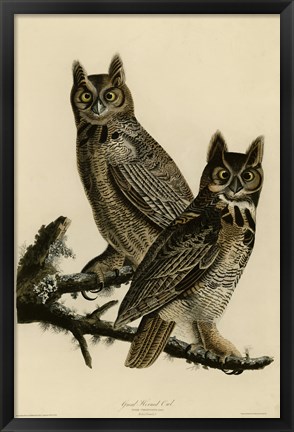 Framed Great Horned Owl Print