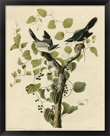 Framed Loggerhead Shrike Print