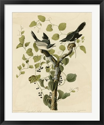 Framed Loggerhead Shrike Print