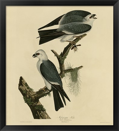 Framed Mississippi Kite Print