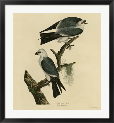 Framed Mississippi Kite Print