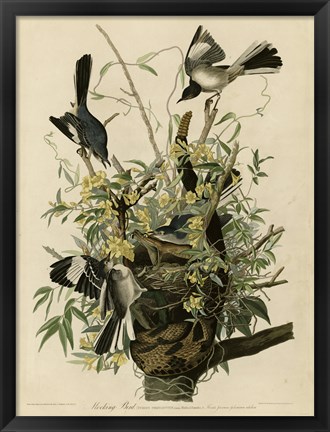 Framed Mocking Bird Print