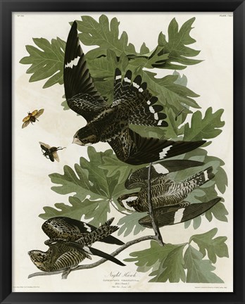 Framed Night Hawk Print