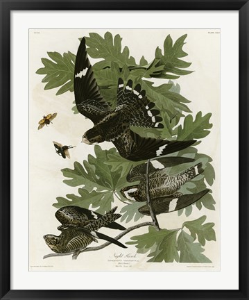 Framed Night Hawk Print