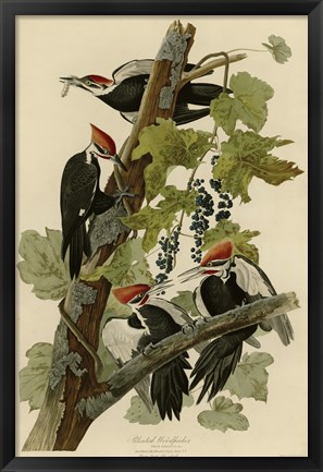 Framed Pileated Woodpecker Print