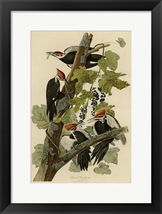 Framed Pileated Woodpecker Print