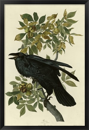 Framed Raven Print