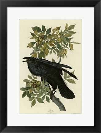 Framed Raven Print