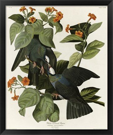 Framed White Crowned Pigeon Print