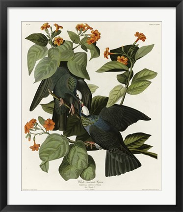 Framed White Crowned Pigeon Print