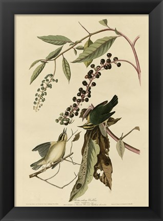 Framed Worm Eating Warbler Print