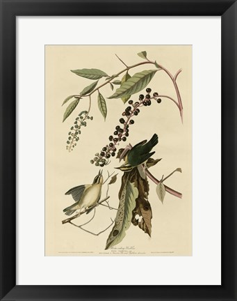 Framed Worm Eating Warbler Print