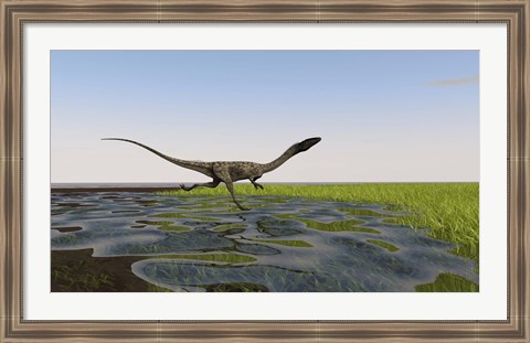 Framed Coelophysis Running Print