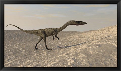 Framed Coelophysis Walking through Desert Print