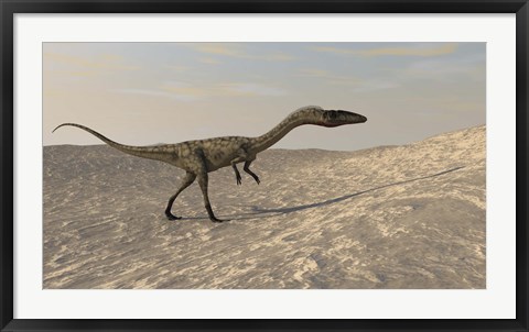 Framed Coelophysis Walking through Desert Print