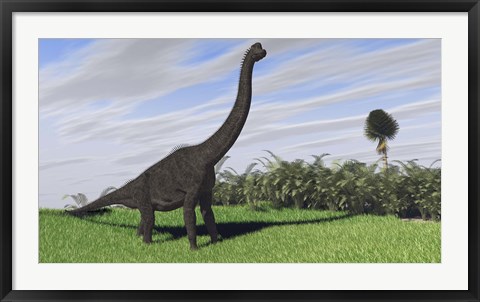 Framed Large Brachiosaurus in a Field Print