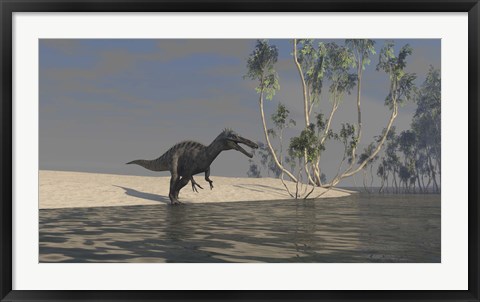 Framed Suchomimus Hunting for Food Print