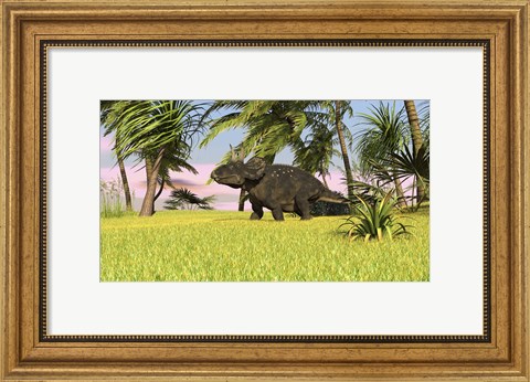 Framed Triceratops Roaming a Tropical Environment Print