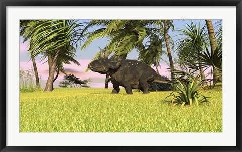 Framed Triceratops Roaming a Tropical Environment Print