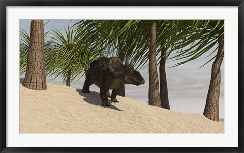 Framed Triceratops Walking in a Tropical Environment Print