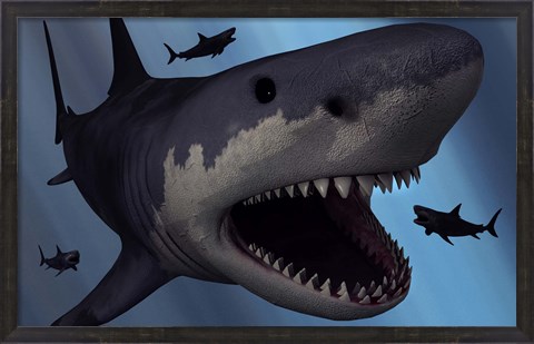 Framed Megalodon Shark Print