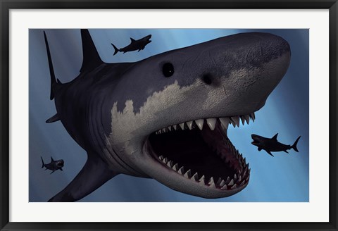 Framed Megalodon Shark Print