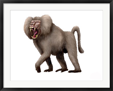 Framed Dinopithecus Ingens Print