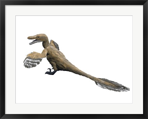 Framed Velociraptor Mongoliensis Print