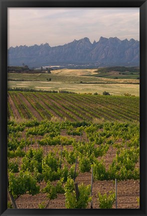 Framed Spring Vineyards with Montserrat Mountain, Catalonia, Spain Print