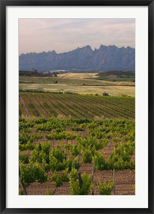 Framed Spring Vineyards with Montserrat Mountain, Catalonia, Spain Print