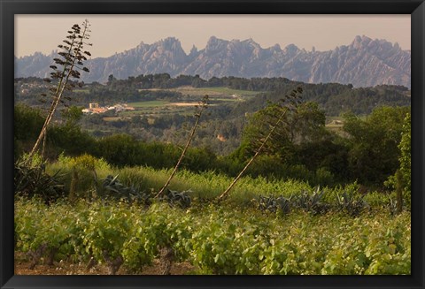 Framed Vineyards and Cactus with Montserrat Mountain, Catalunya, Spain Print